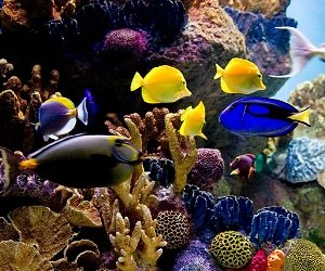 Das New York Aquarium auf Coney Island